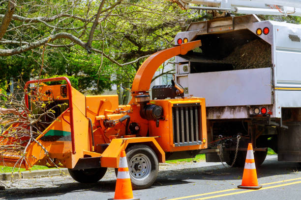 Best Tree Trimming and Pruning  in Waikapu, HI